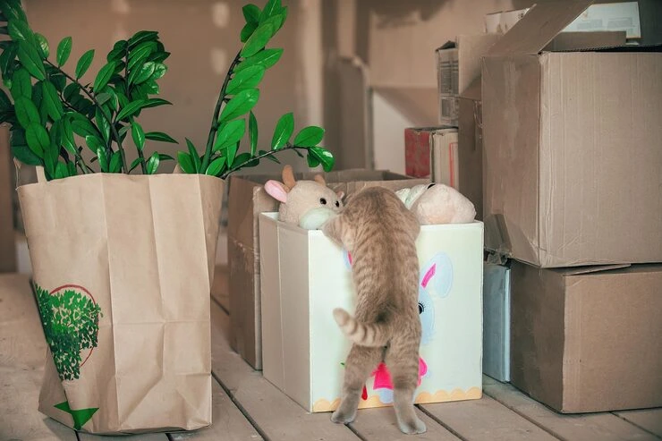 Cat Relocation Services